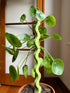 JADE Totems by Secateur Me Baby